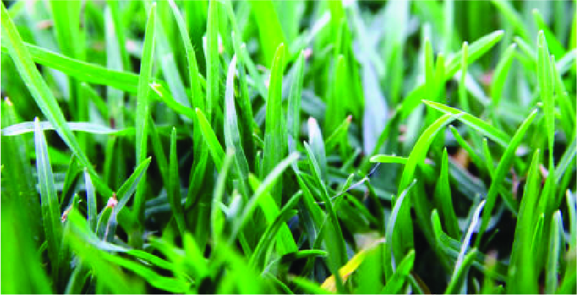 Eureka Kikuyu Grass