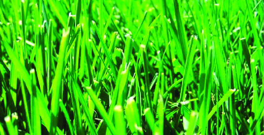 RTF Fescue Grass