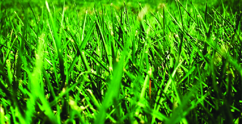 Sir Grange Zoysia Grass