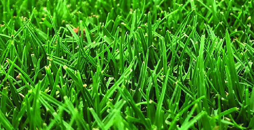 TifTuf Bermuda Grass - Dought Tolerant Lawn