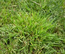 Weed Winter Grass