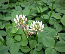 Weed White Clover