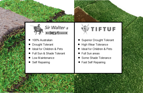 What is the difference between Tiftuf and Sir Walter