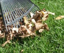 Tips on how to care for your lawn during autumn