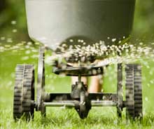 fertilizar seu gramado manterá seu gramado saudável.