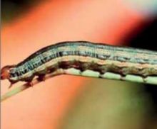 How to get rid of Armyworms