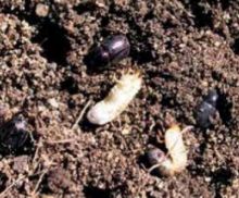 How do I get rid of Black Beetles
