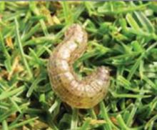 How to get rid of Cutworm